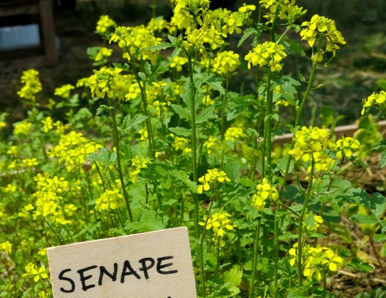 Brassica alba